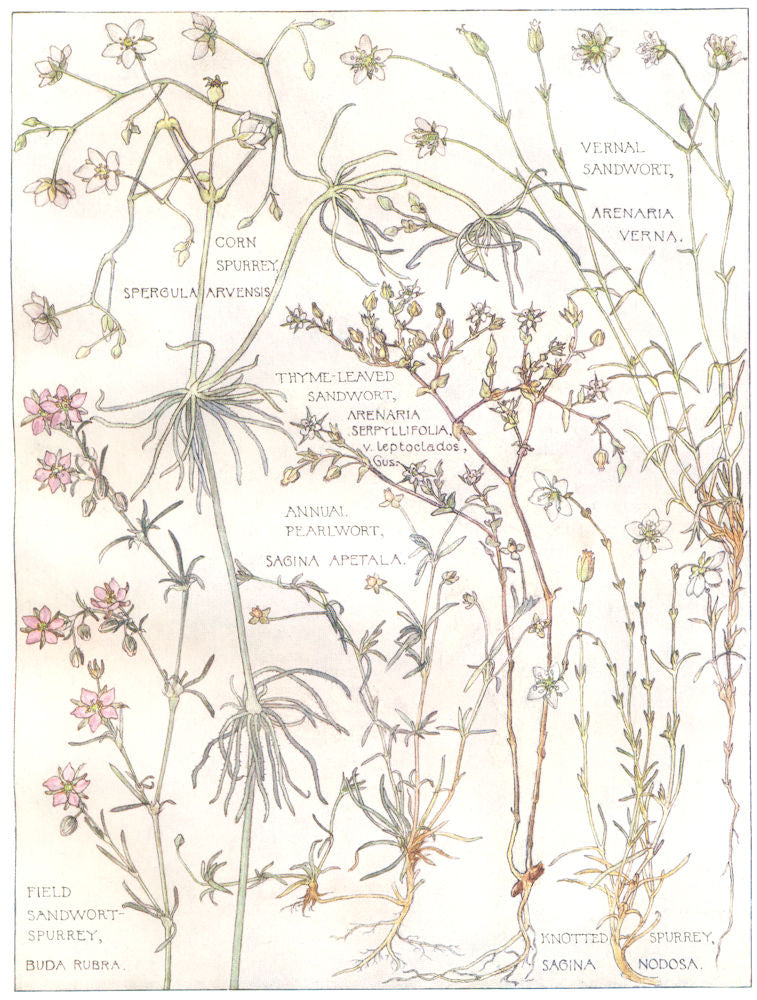 SANDWORT. Vernal,Thyme-Leaved Filed; Annual Pearlwort; Corn Knotted Spurrey 1907